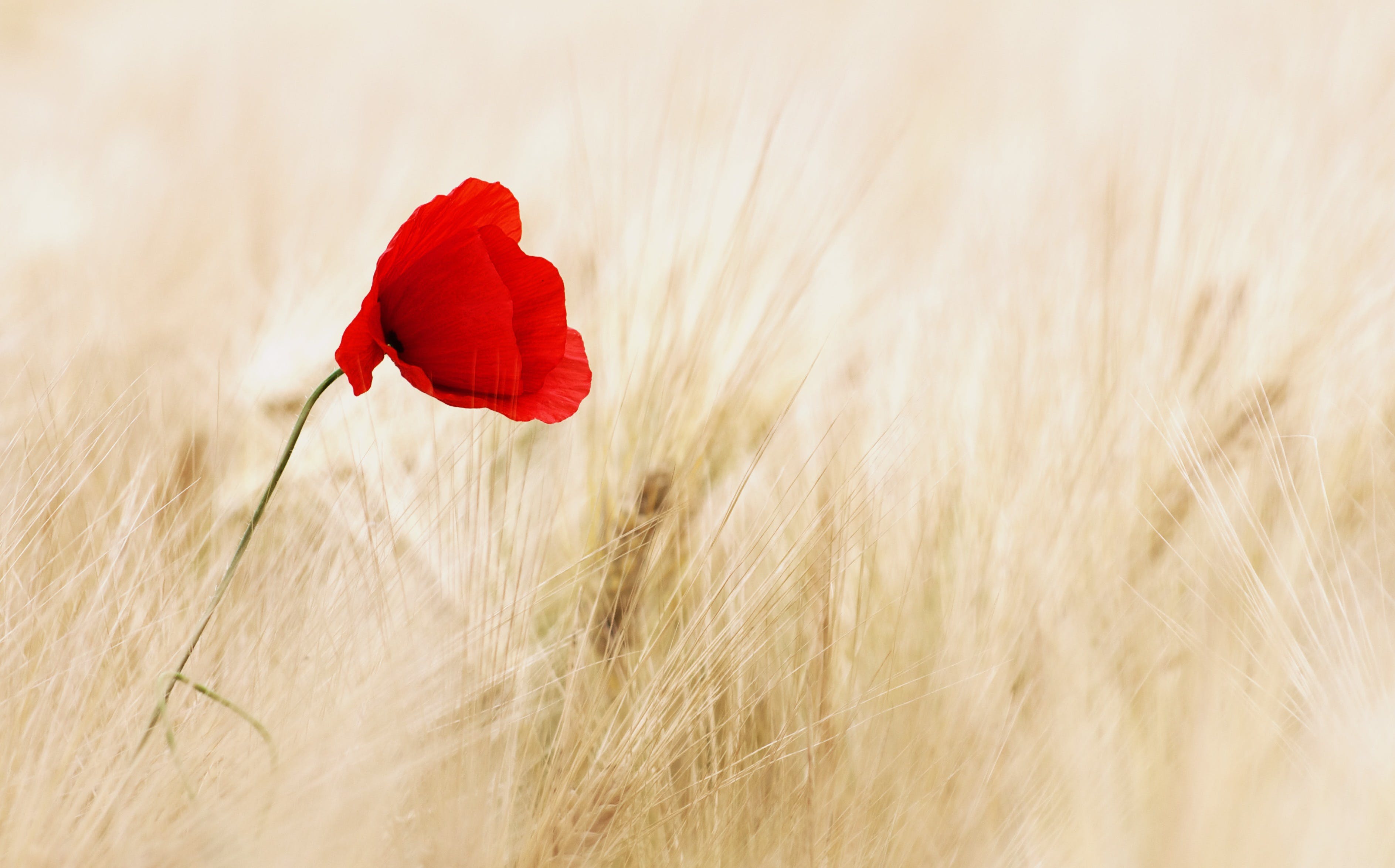 Remembering our Heroes