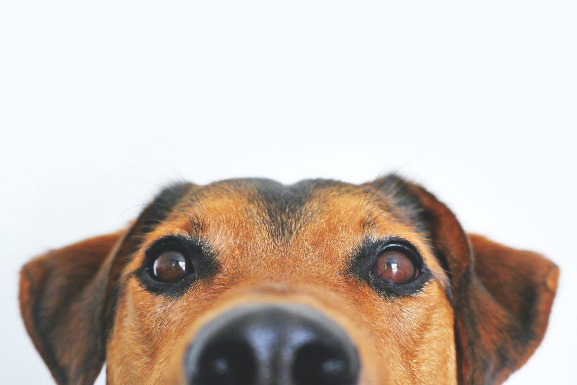 Furry Friends
